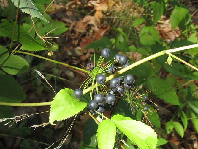 IMG_2203 (Populus tremuloides).jpg