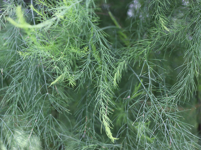 IMG_2203 (Populus tremuloides).jpg