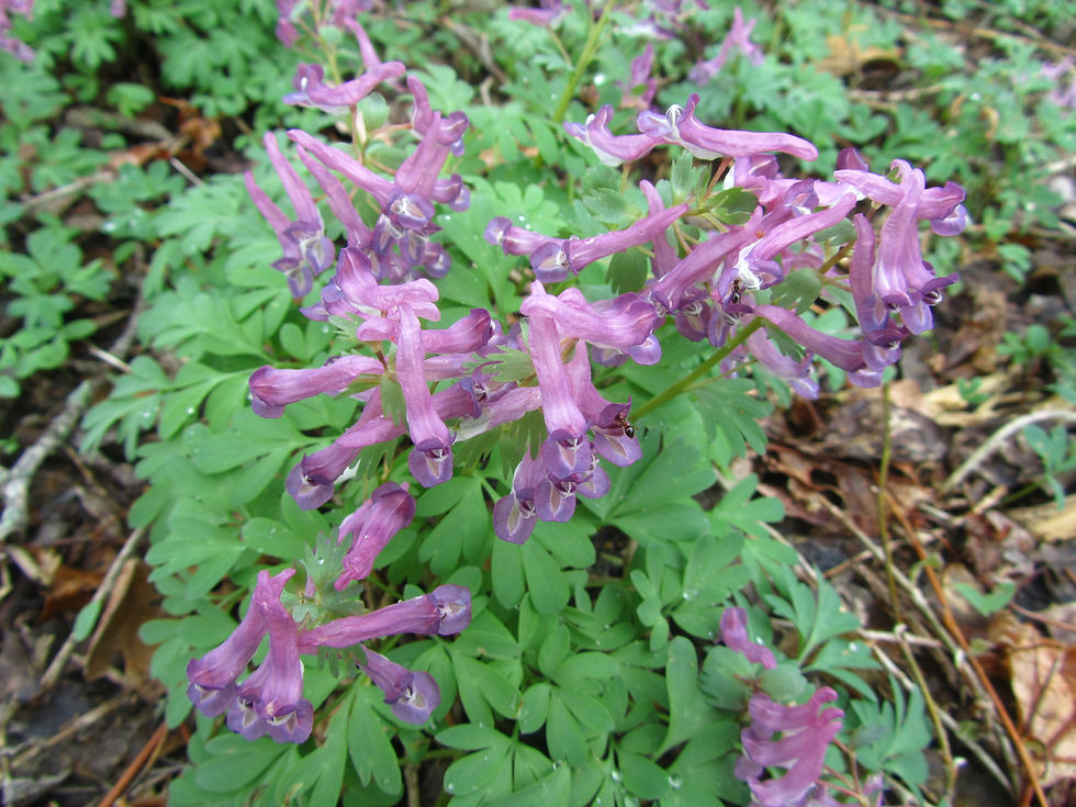 Corydalis solida