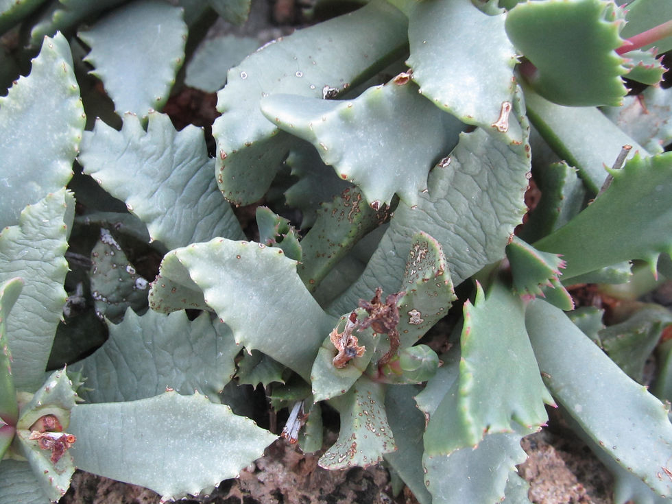 Carruanthus ringens