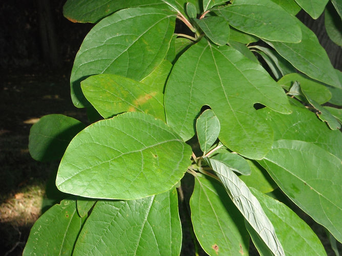 IMG_2203 (Populus tremuloides).jpg