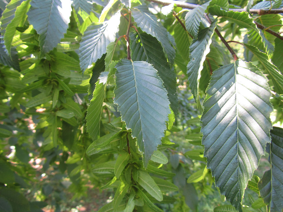 Carpinus betulus