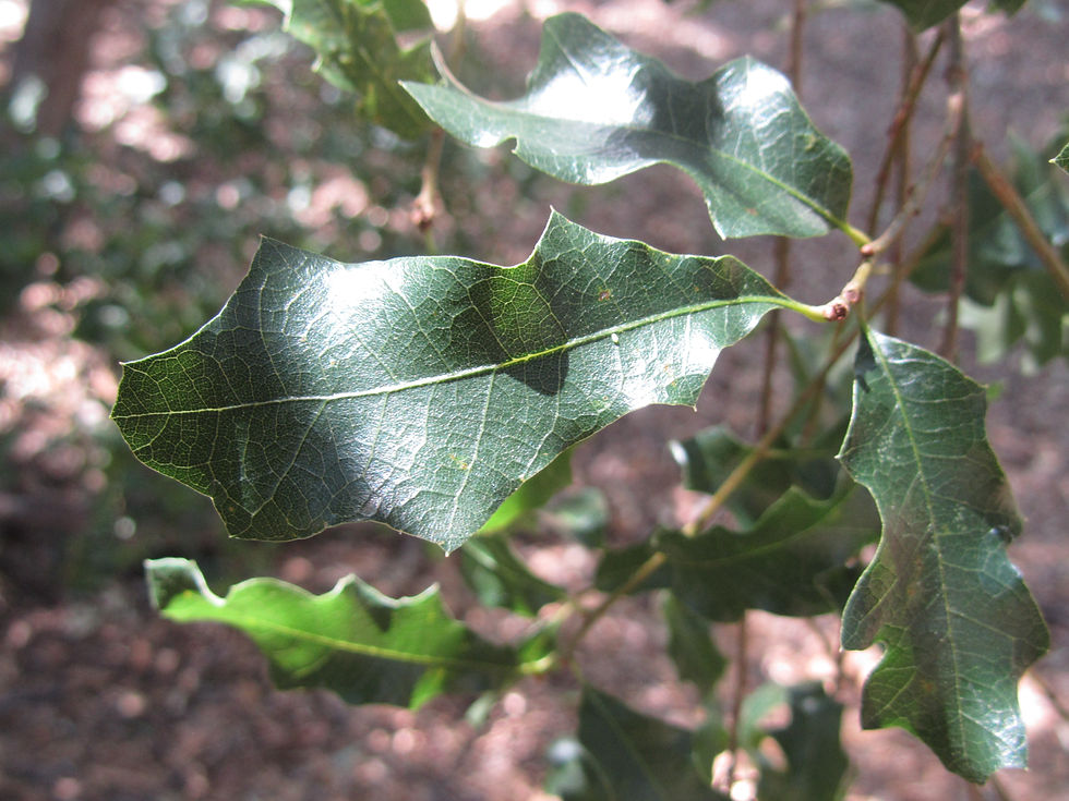 Quercus vaseyana