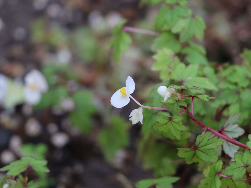 Begonia dregei