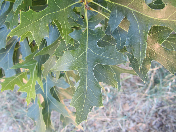 IMG_2203 (Populus tremuloides).jpg