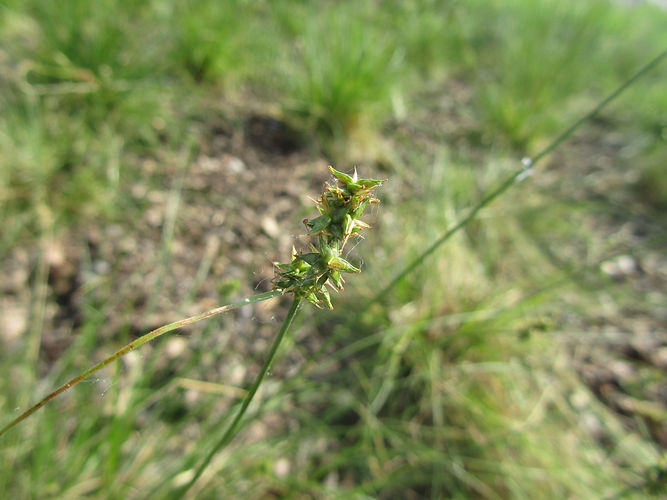 IMG_2203 (Populus tremuloides).jpg