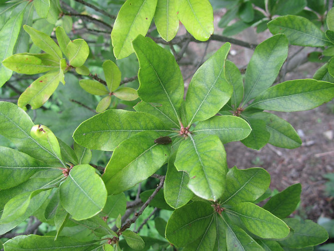 IMG_2203 (Populus tremuloides).jpg