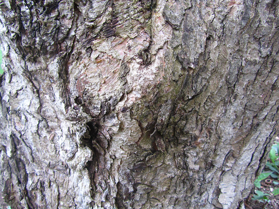 Corylus chinensis