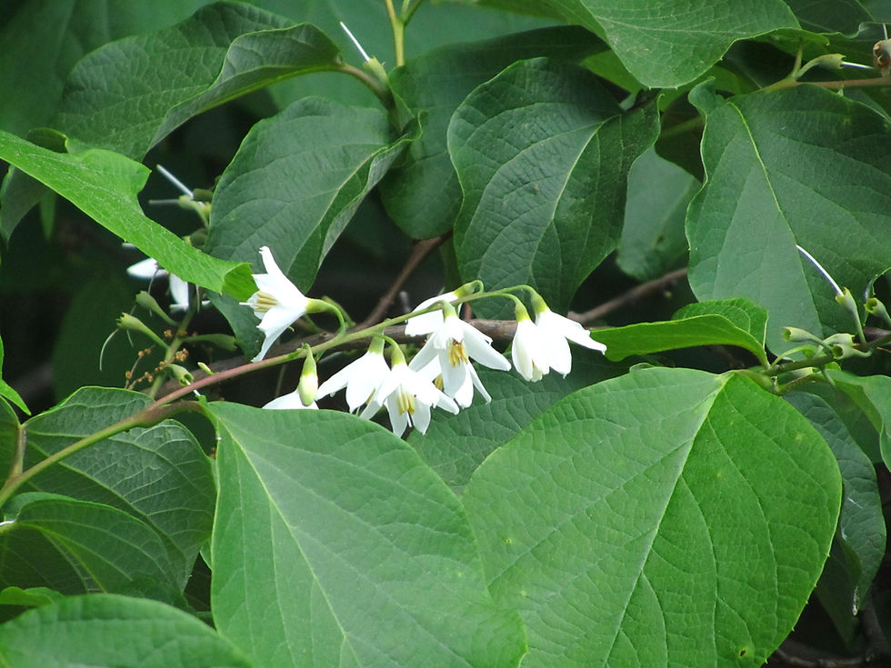Styrax obassia