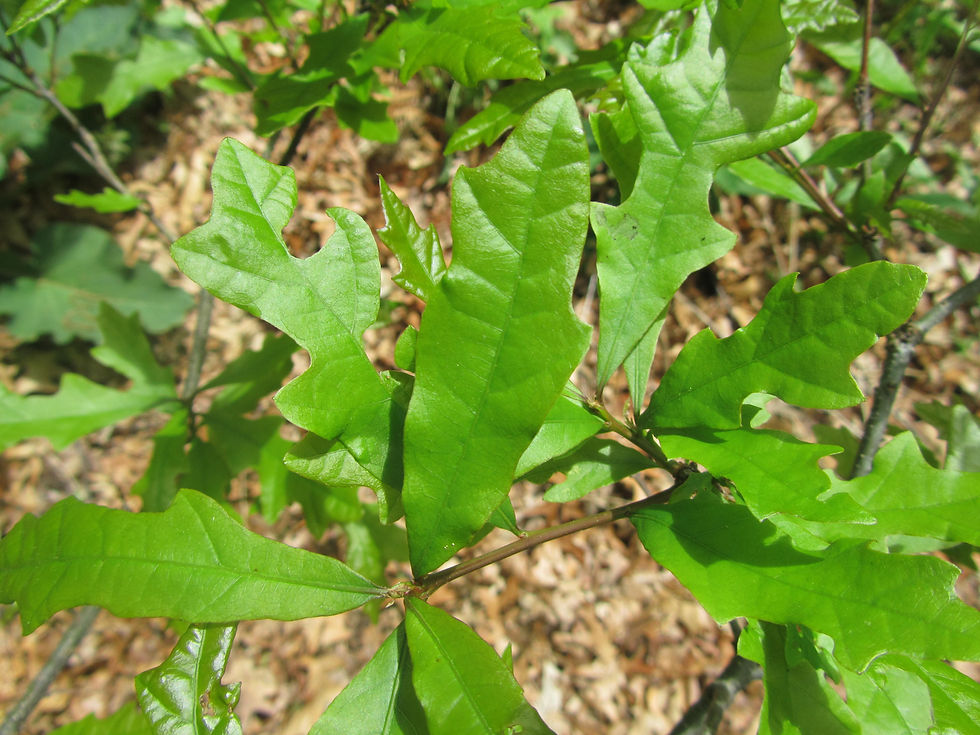 Quercus x comptoniae