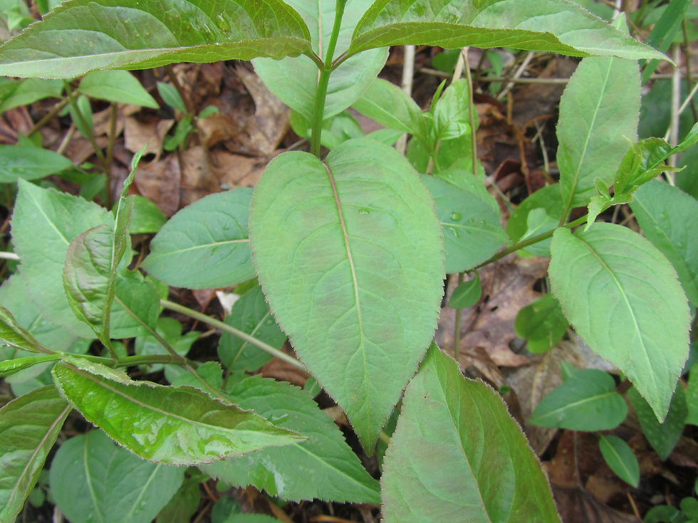 Diervilla lonicera