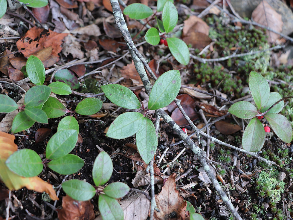 Gaultheria procumbens