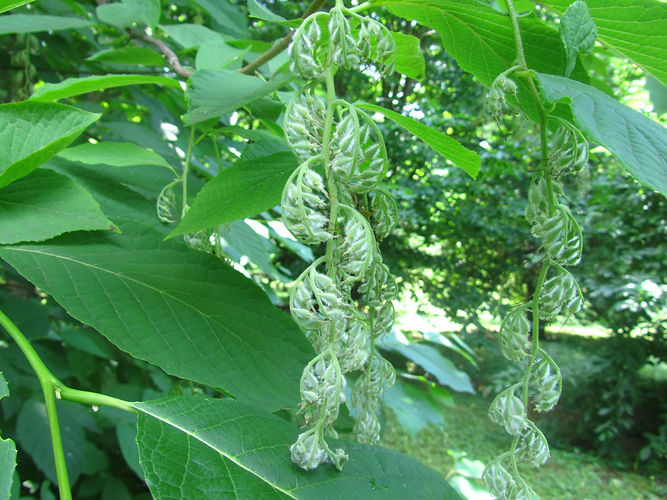 IMG_2203 (Populus tremuloides).jpg