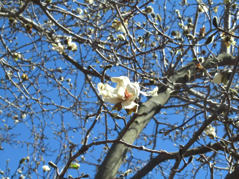Magnolia x loebneri 'Merrill'