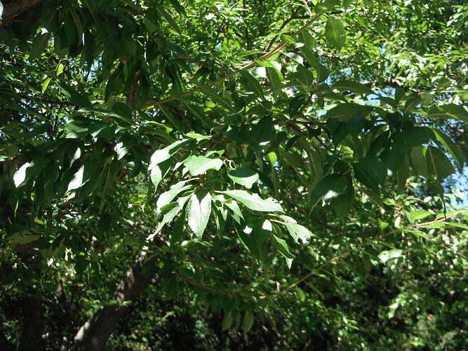 IMG_2203 (Populus tremuloides).jpg