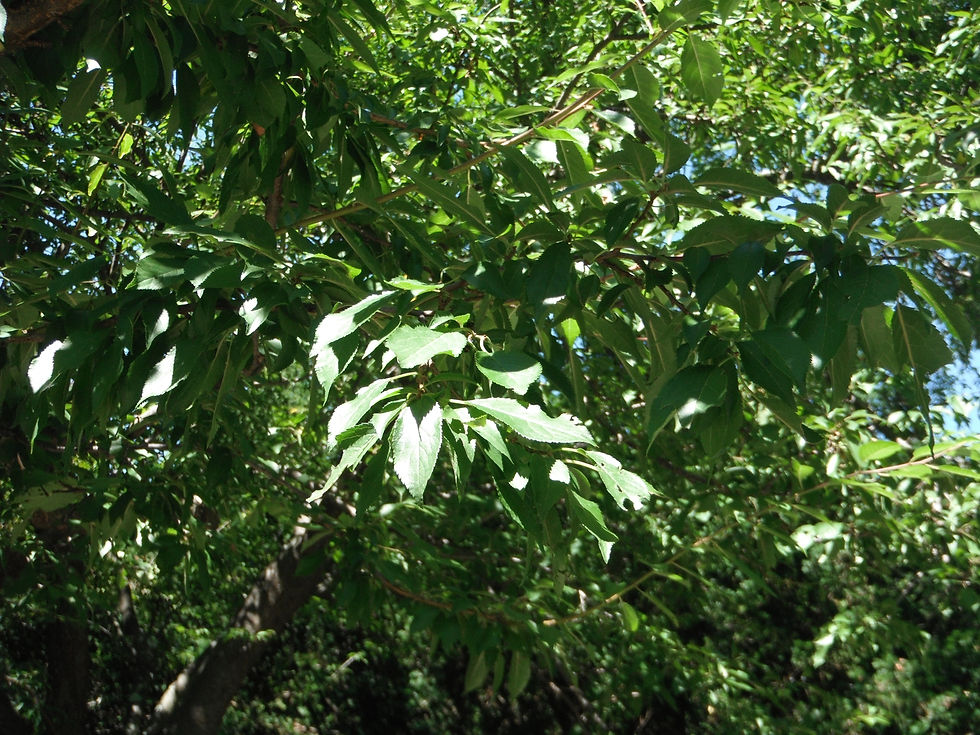 Prunus umbellata