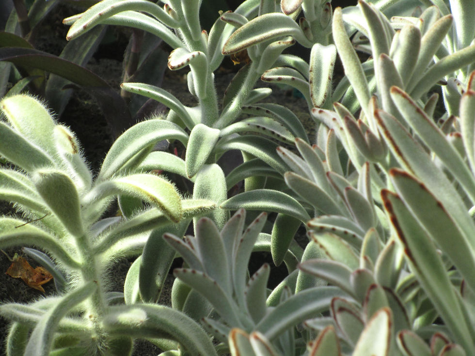 Kalanchoe tomentosa