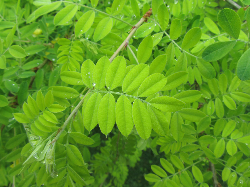 Caragana franchetiana