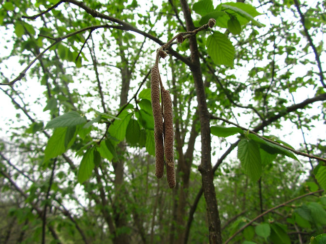 IMG_2203 (Populus tremuloides).jpg