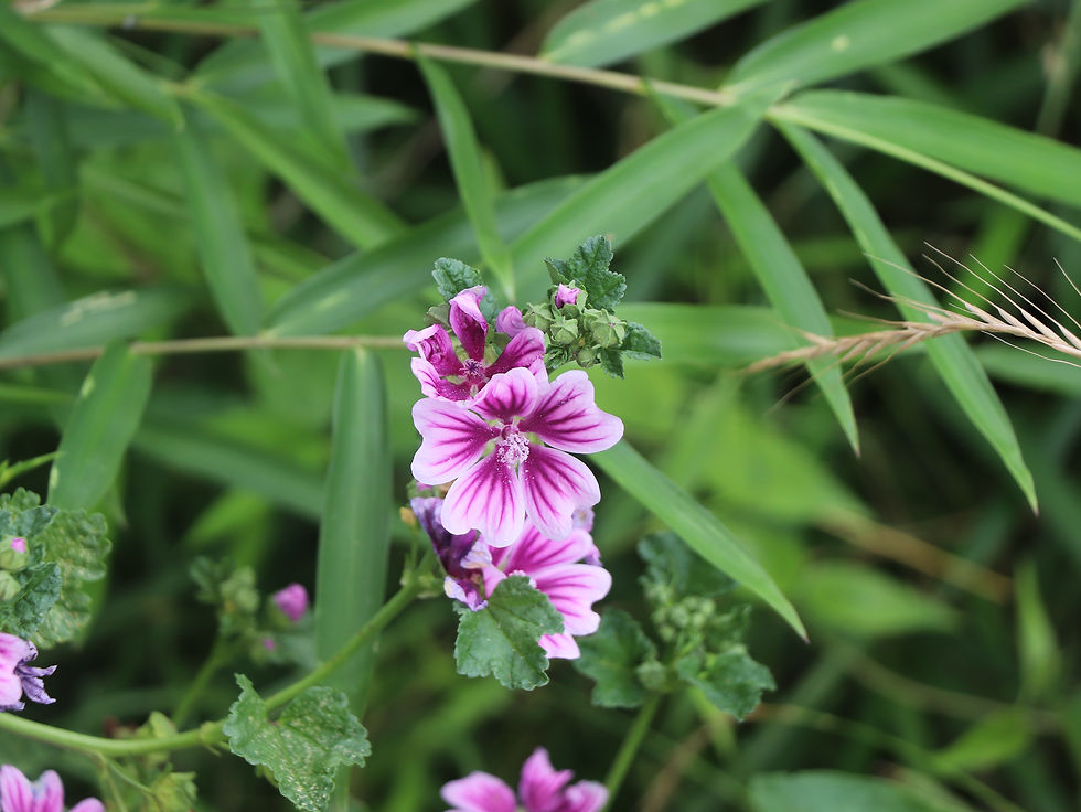 Malva sylvestris
