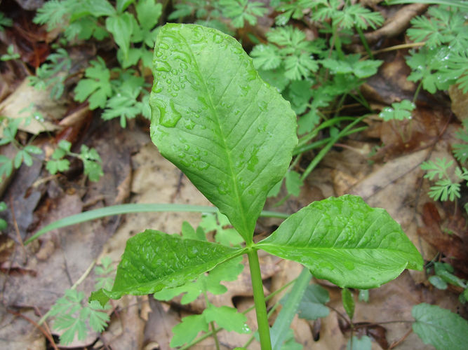 IMG_2203 (Populus tremuloides).jpg