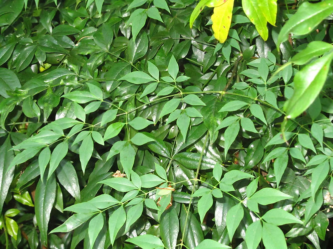 IMG_2203 (Populus tremuloides).jpg
