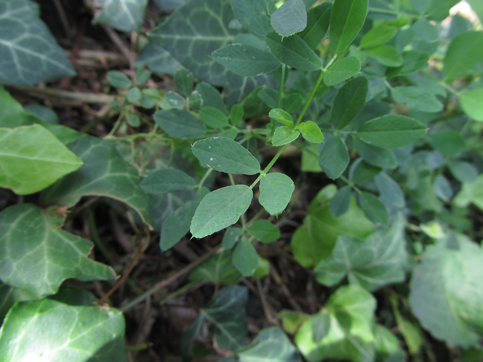 Medicago sativa