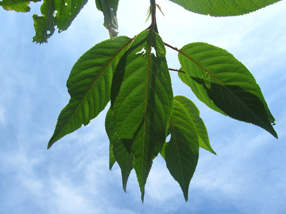 Prunus serrulata 'Kwanzan'