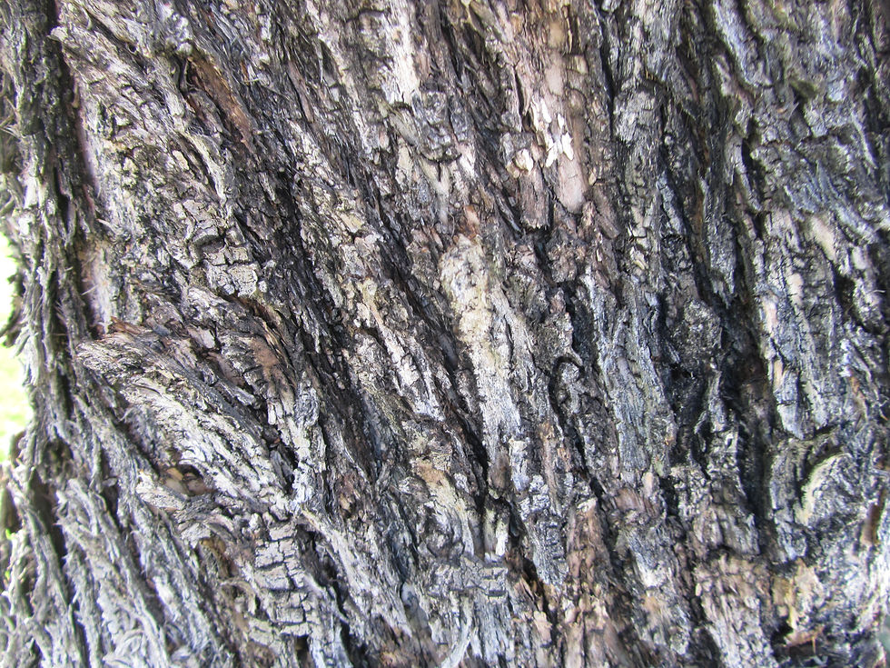Olea europaea