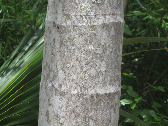 IMG_2203 (Populus tremuloides).jpg