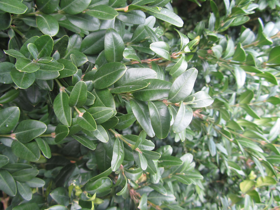 Buxus sempervirens 'Grey Dawn'