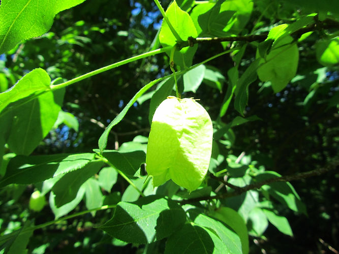IMG_2203 (Populus tremuloides).jpg