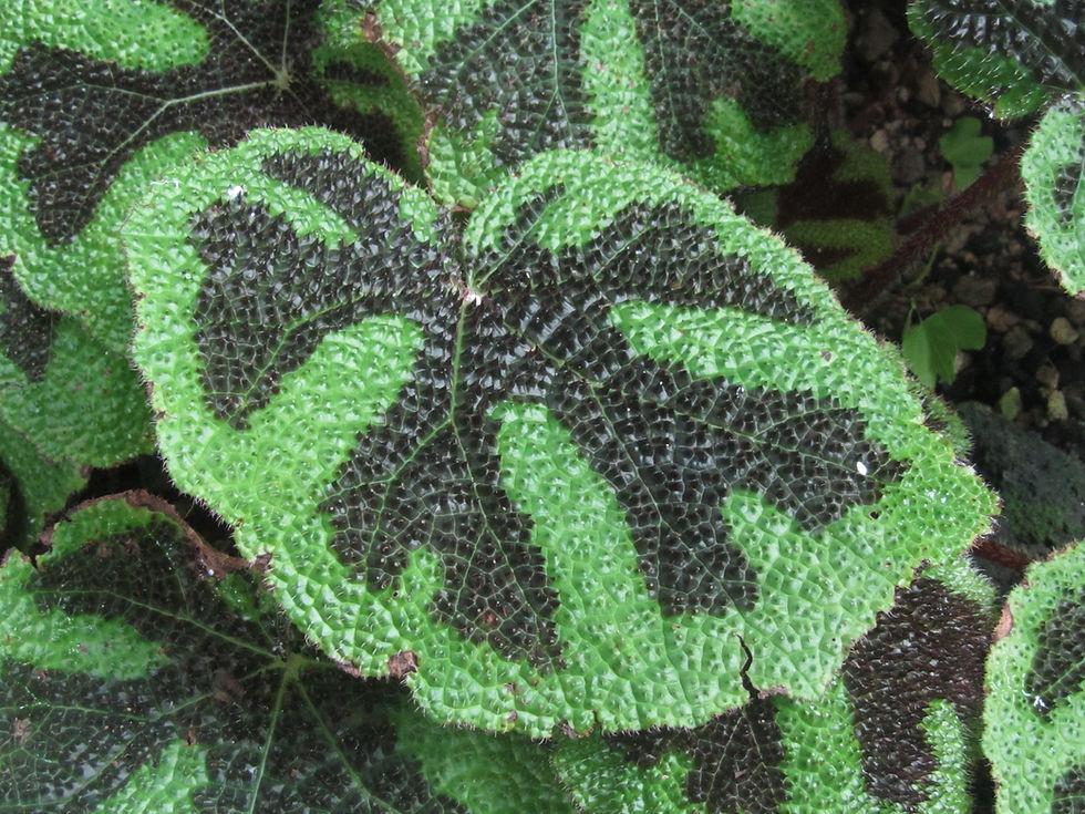 Begonia masoniana