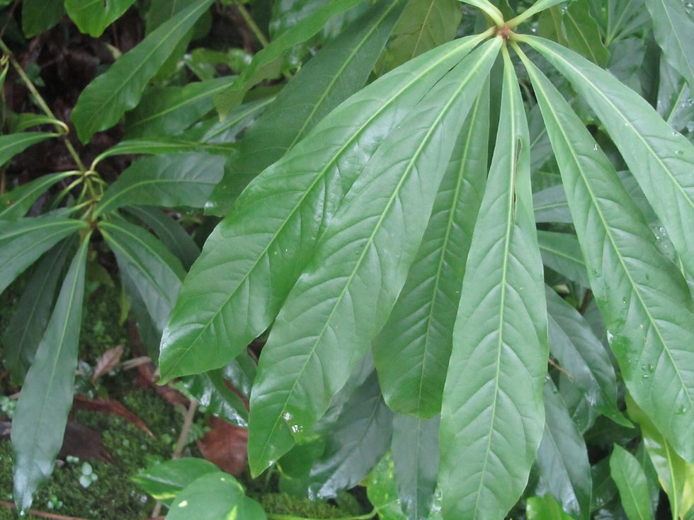 Ardisia serrata