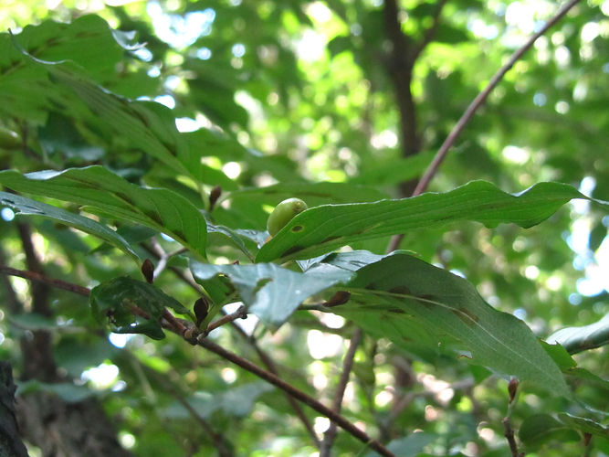 IMG_2203 (Populus tremuloides).jpg