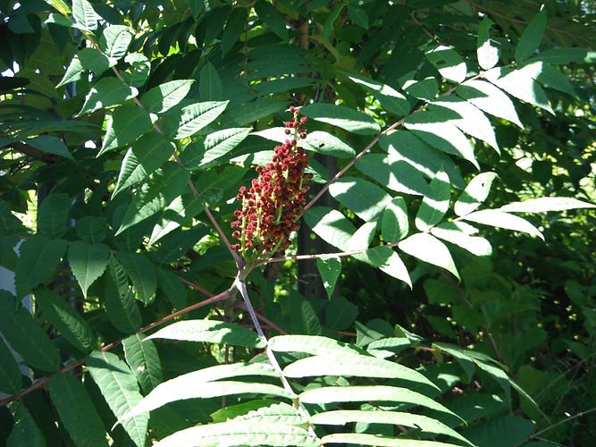 IMG_2203 (Populus tremuloides).jpg