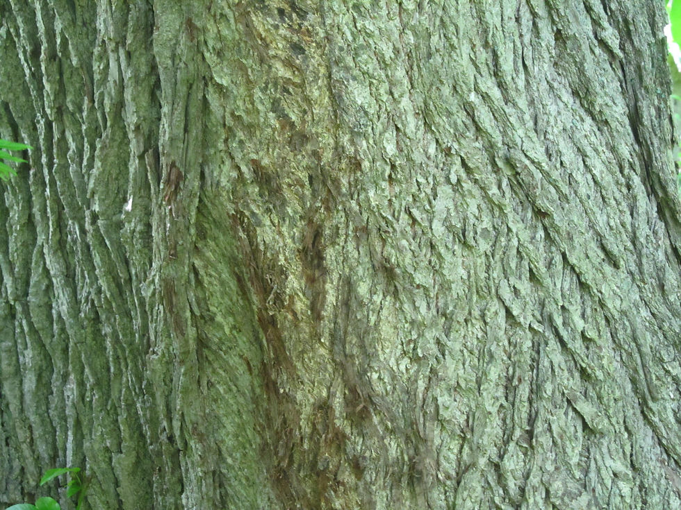 Pterocarya x rehderiana