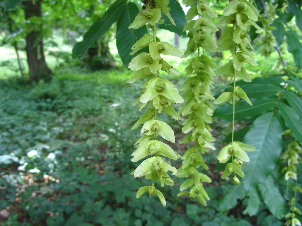Pterocarya x rehderiana