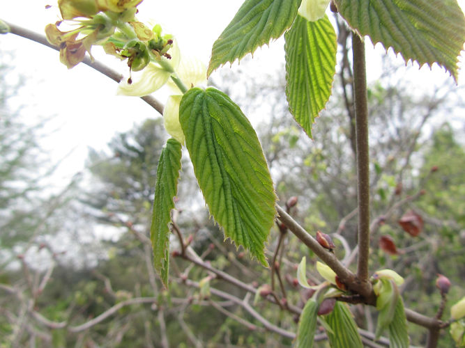 IMG_2203 (Populus tremuloides).jpg