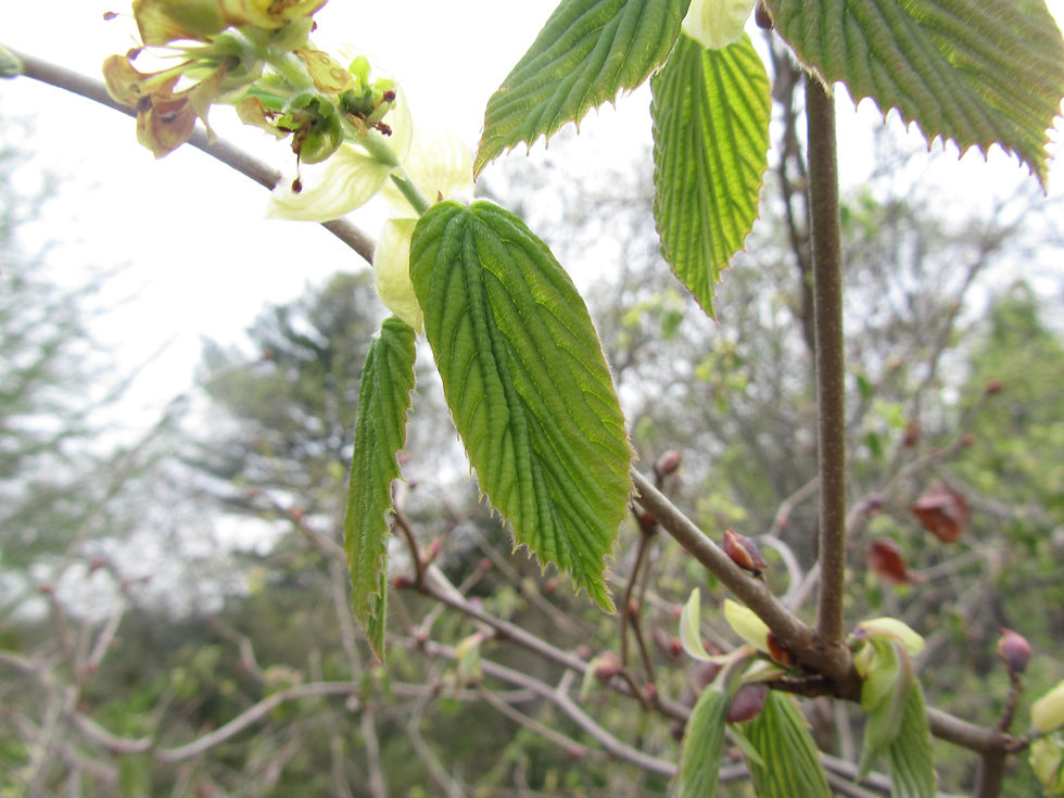 Corylopsis glandulifera