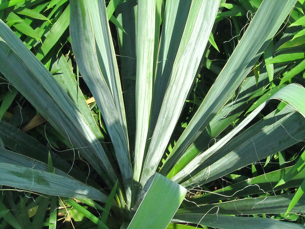 Yucca flaccida