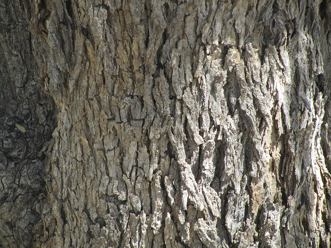 IMG_2203 (Populus tremuloides).jpg