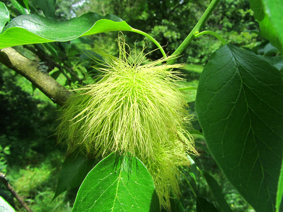 Maclura pomifera