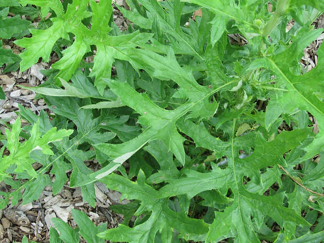 IMG_2203 (Populus tremuloides).jpg