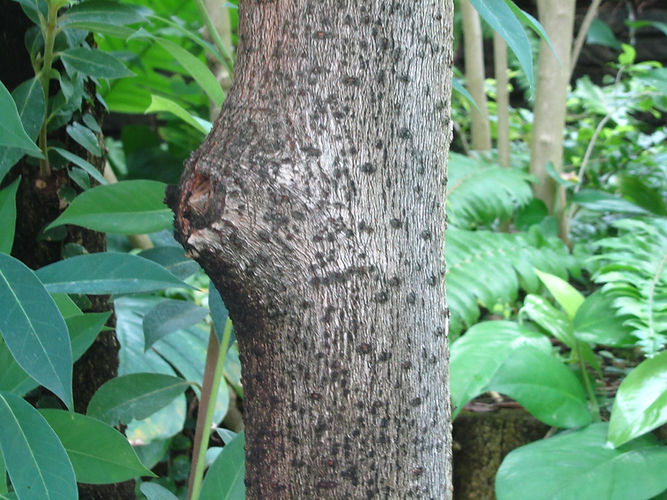 IMG_2203 (Populus tremuloides).jpg