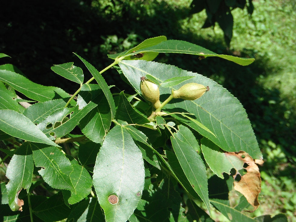 Carya glabra