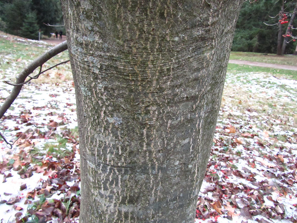 Aria edulis