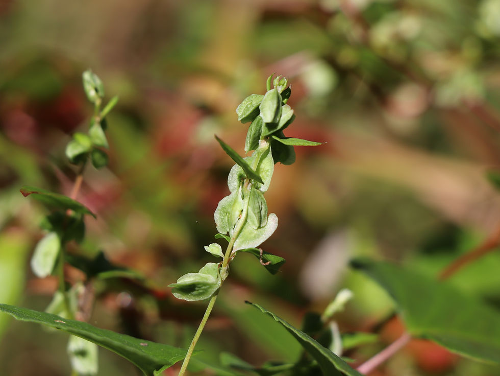 Fallopia scandens