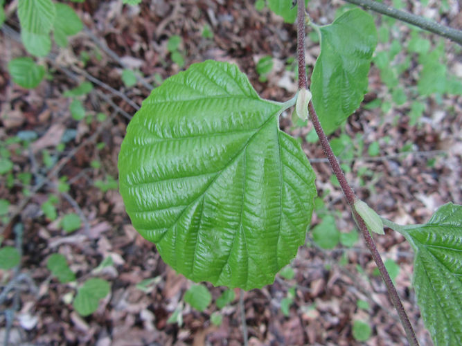 IMG_2203 (Populus tremuloides).jpg