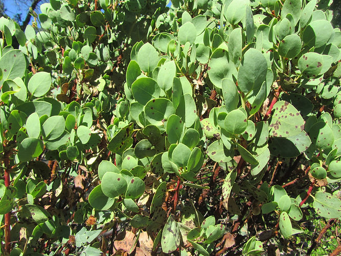 IMG_2203 (Populus tremuloides).jpg
